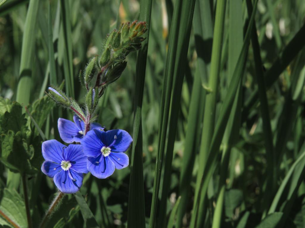 flax flower